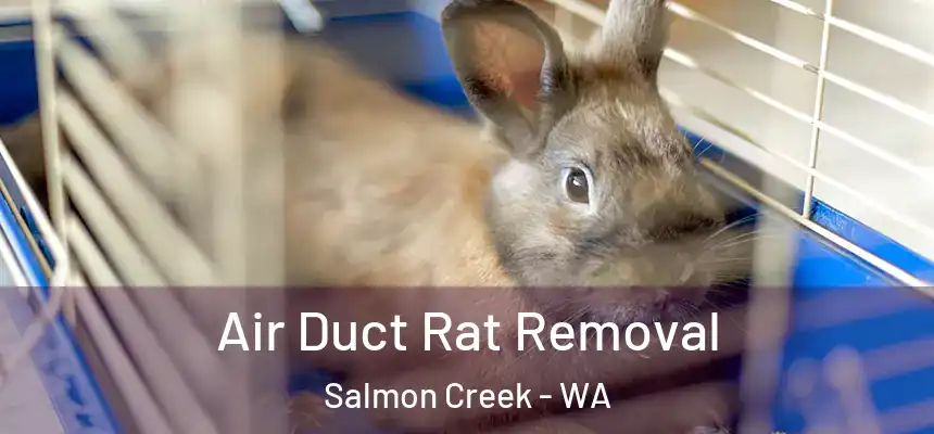  Air Duct Rat Removal Salmon Creek - WA