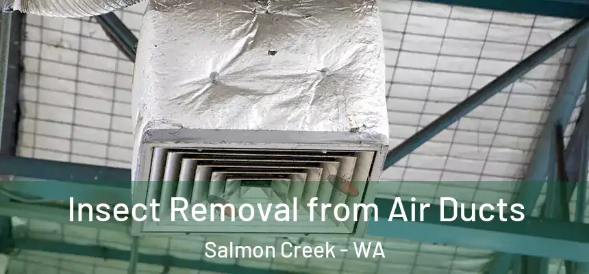  Insect Removal from Air Ducts Salmon Creek - WA